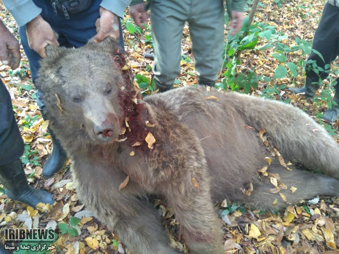 مرگ یک خرس قهوه ای با گلوله