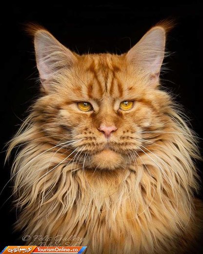غول مهربان؛ گربه ای با نژاد خاص!