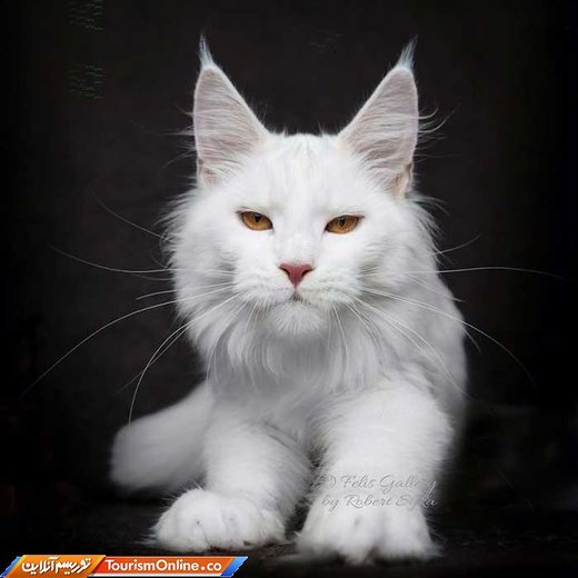 غول مهربان؛ گربه ای با نژاد خاص!