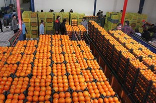 تامین 700 تن پرتقال برای میوه شب عید مردم قم
