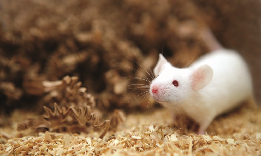 موش‌ها با جداشدن از مادر دچار شبه اوتیسم می‌شوند