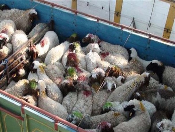 قاچاق دام، عامل گرانی گوشت قرمز در کشور