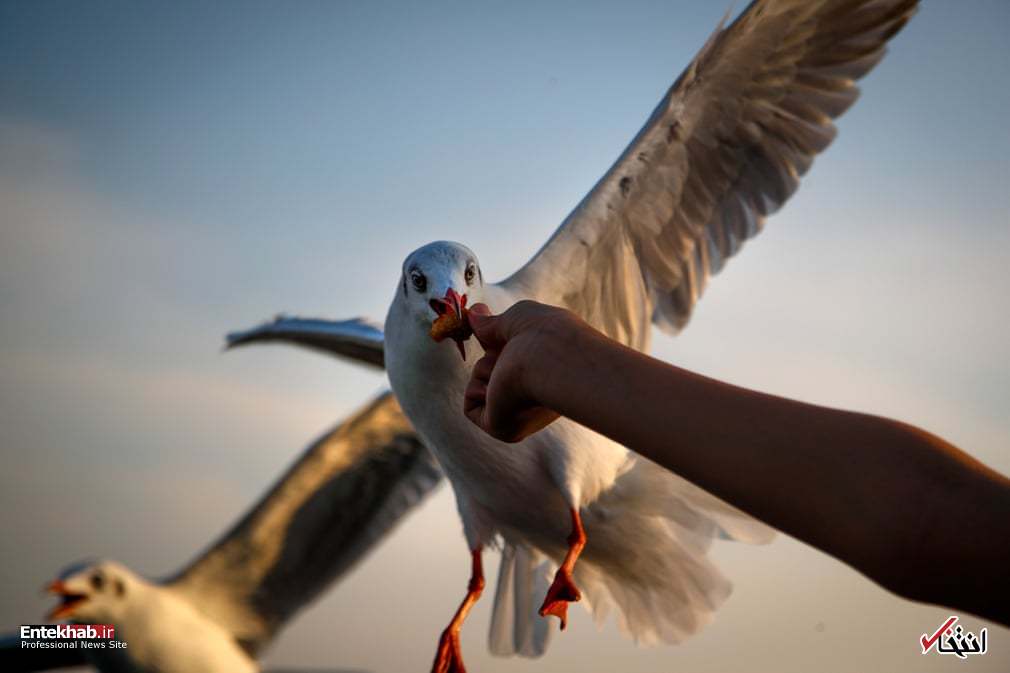شکار صحنه ای زیبا از غذا دادن به مرغان دریایی در بانکوک 