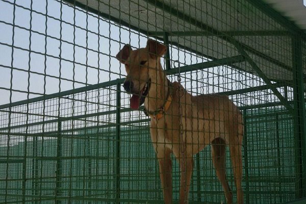 حمله سگ به واکسیناتور دامپزشکی همدان حین واکسیناسیون دامهای عشایر