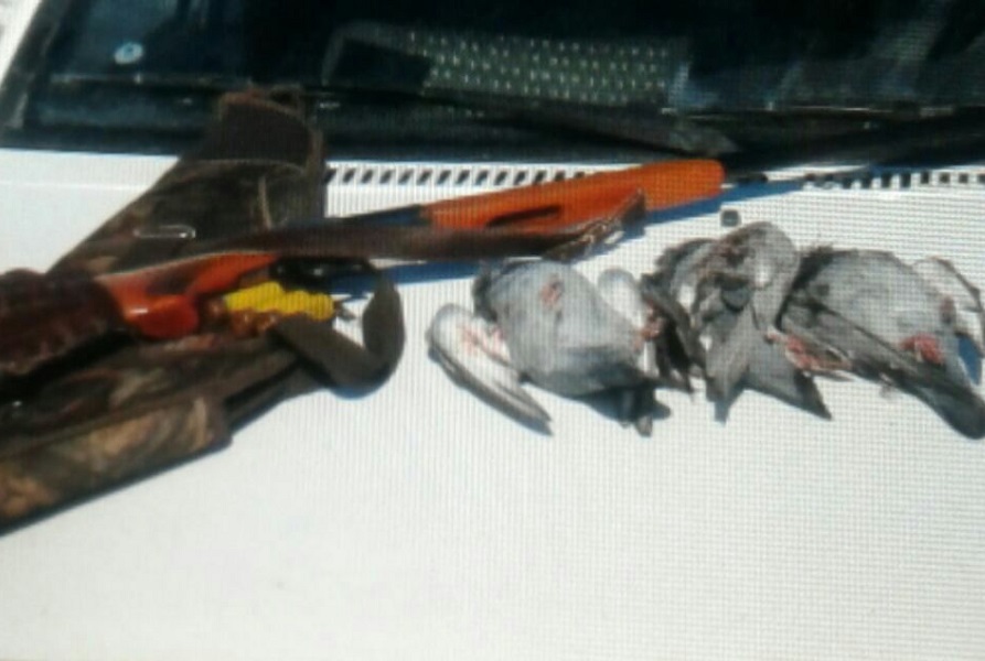 شکارچی کبوترهای وحشی در گرمه دستگیر شد