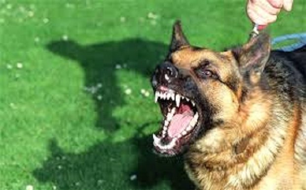 دادستان تهران نظرش را درباره سگ گردانی در معابر عمومی اعلام کرد