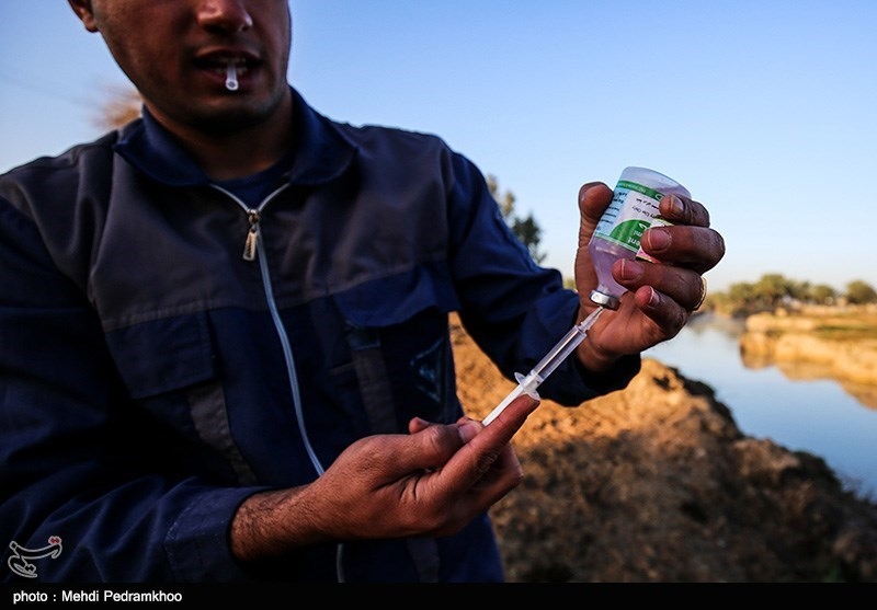 واکسیناسیون تب برفکی دام ها در استان خوزستان