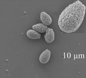 تشخیص یک نوع از باکتری در چند دقیقه با میکروربات