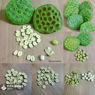 گونه متفاوت و جالب پسته دریایی