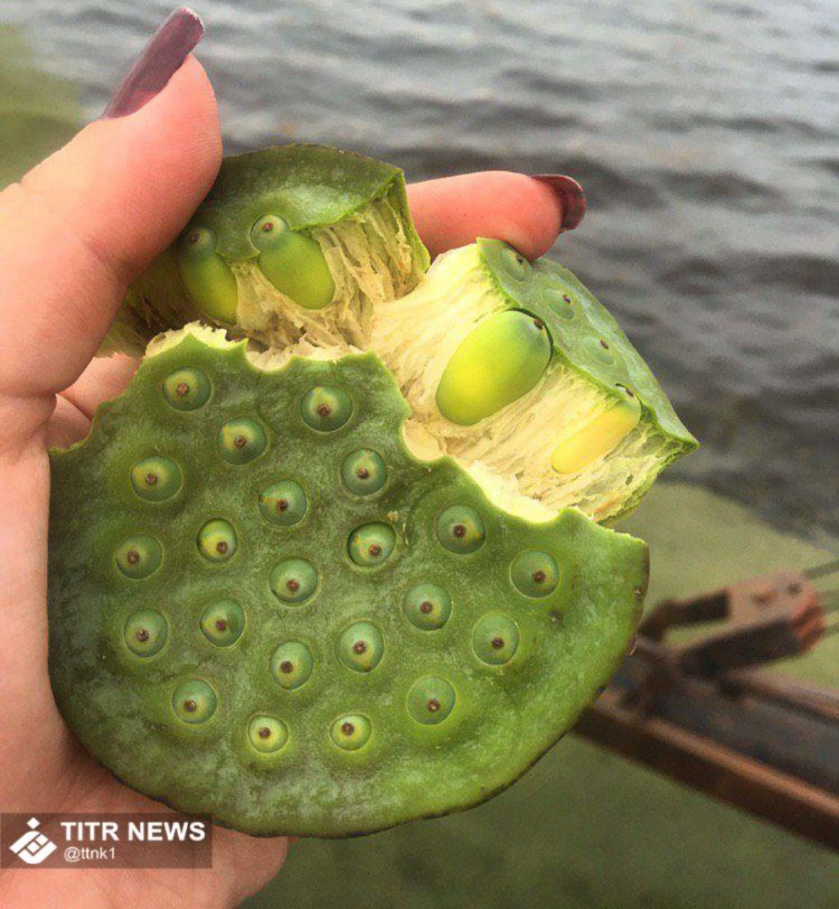 گونه متفاوت و جالب پسته دریایی