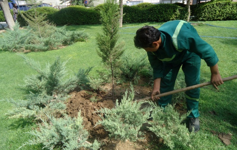 حدود 2میلیون نهال هفته درختکاری در پایتخت کاشته می شود