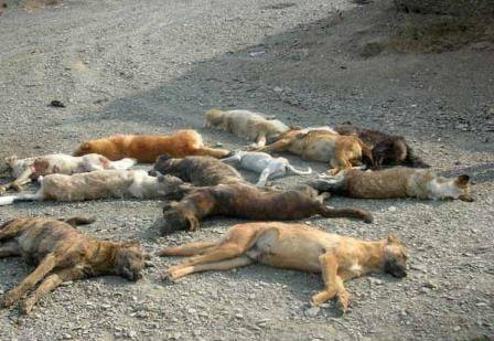 اقدام خودسرانه یک دهیار برای کشتن 37 سگ ‌ولگرد