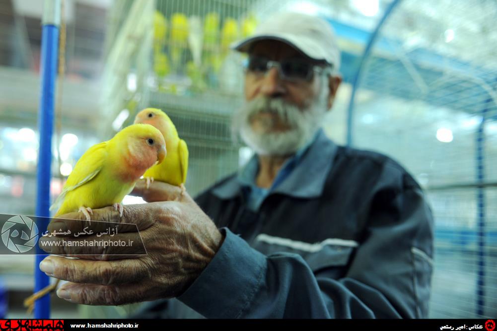 خرید و فروش پرنده در باغ پرندگان آزادگان تهران