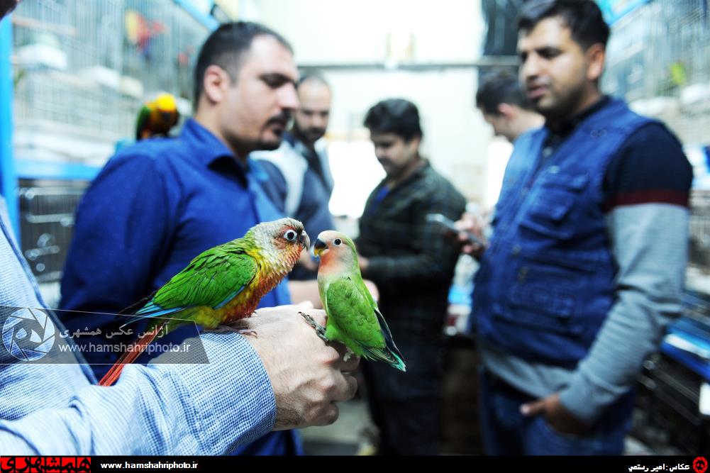 خرید و فروش پرنده در باغ پرندگان آزادگان تهران