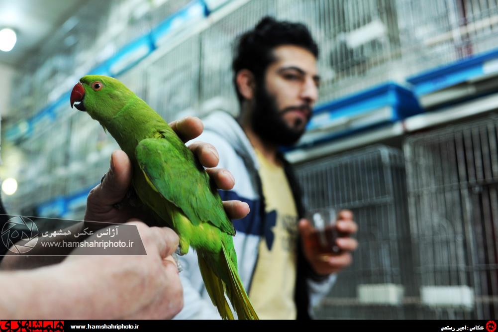 خرید و فروش پرنده در باغ پرندگان آزادگان تهران