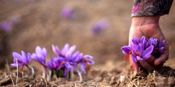 پیش‌بینی‌ها از تلاطم بازار زعفران در ابتدای سال