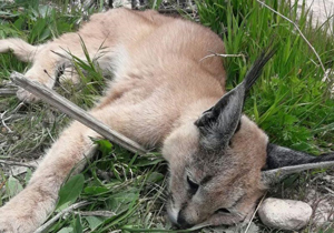 گربه سان کمیاب در جهرم از مرگ نجات یافت