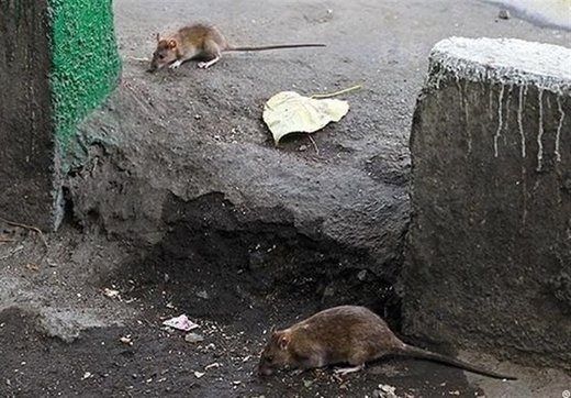 زندگی در تهران همراه ۴ میلیون موش