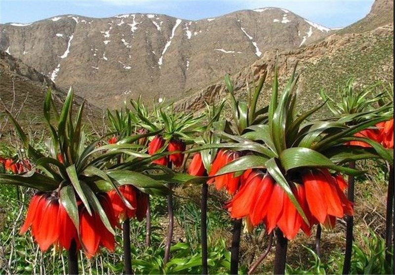 سرسبزترین منطقه خوانسار کجاست؟