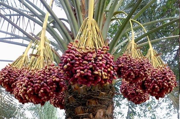 با سوغات و صنایع دستی بوشهری ها آشنا شویم