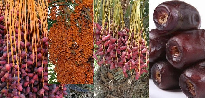 با سوغات و صنایع دستی بوشهری ها آشنا شویم