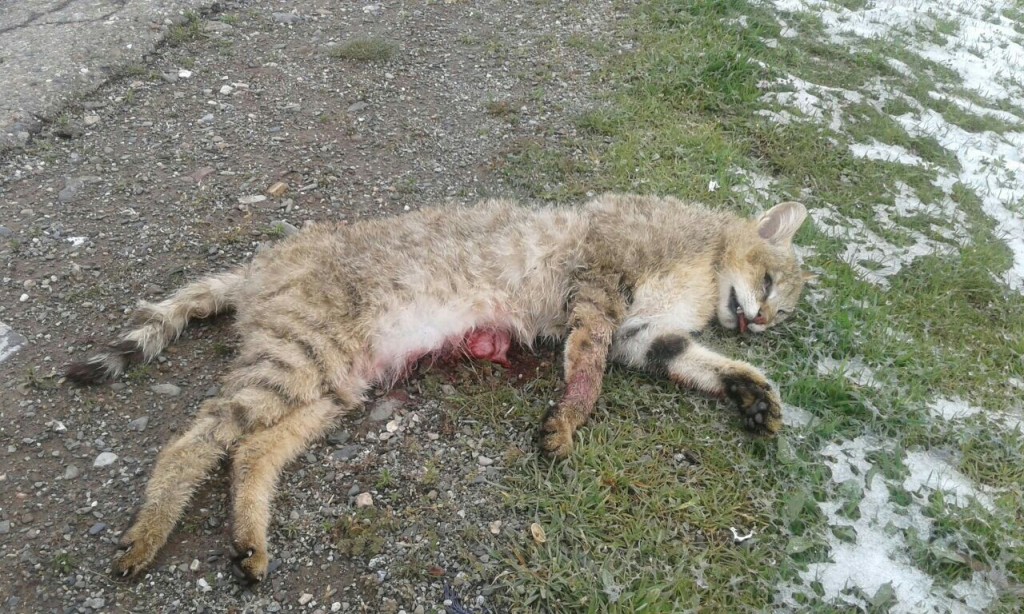 گربه جنگلی در سانحه رانندگی همدان تلف شد