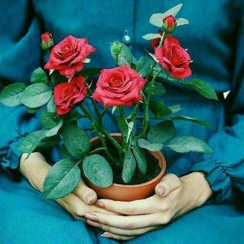 حس و حال بهار را با کمک گل‌ها به خانه‌تان تزریق کنید
