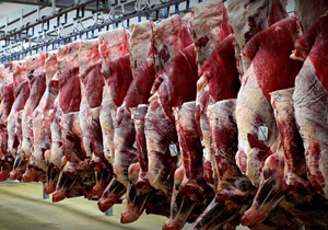 توزیع گوشت گرم گوسفند وارداتی آغاز می‌شود