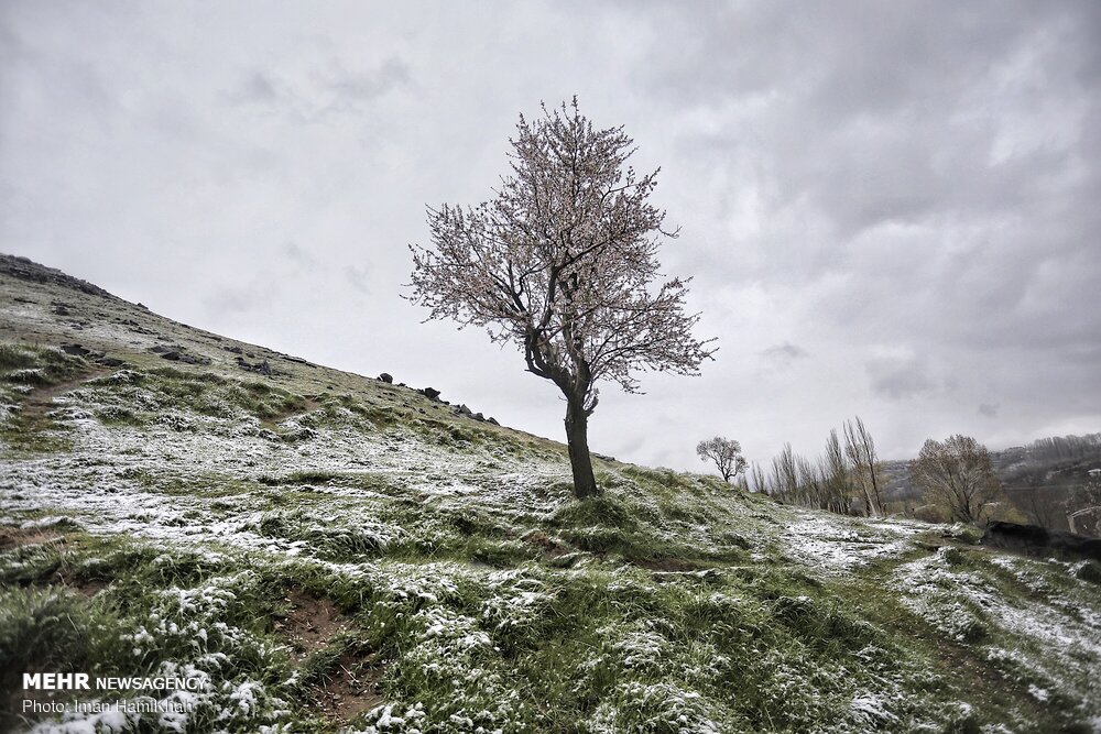 برف، بهار و شکوفه در همدان 