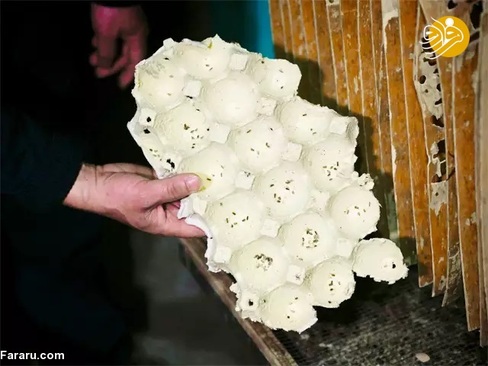 کار پرسود یک کشاورز چینی با پرورش ۱۰ میلیون سوسک!