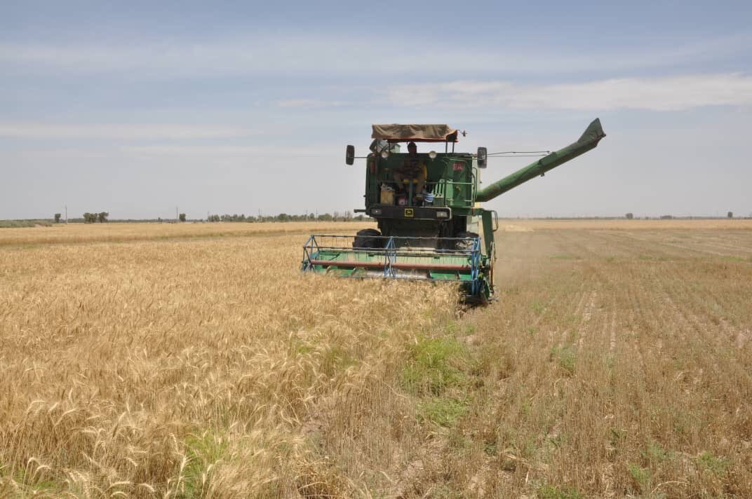 کشاورزان ایرانشهری برداشت گندم را آغاز کردند