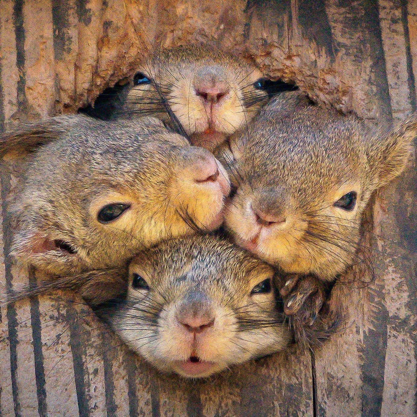 شکار تصویری جالب از سنجاب های بازیگوش
