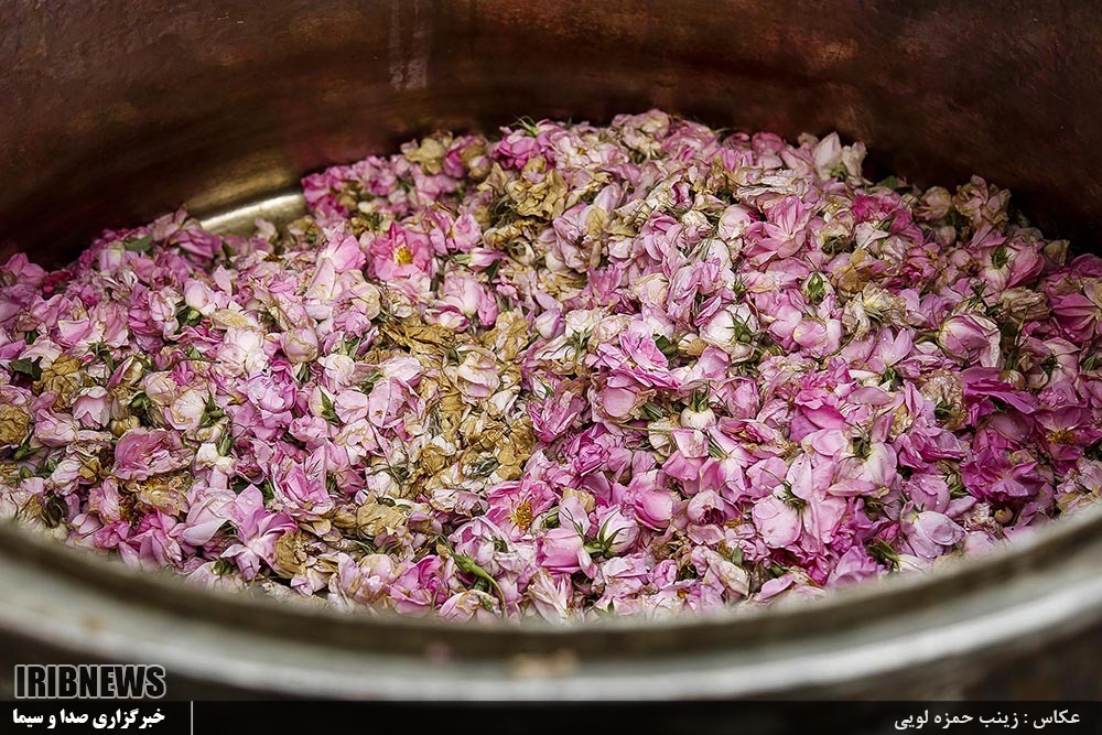 تصاویری جالب از گلاب گیری زنده در مجموعه تاریخی سعدآباد