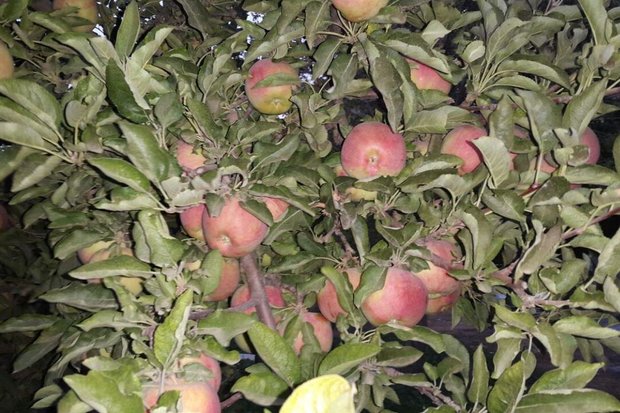 بیمه تنها ۲۵ درصد محصولات باغی زنجان