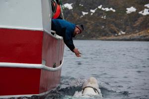 نروژ: نهنگ جاسوس روسیه در سواحل قطب شمال به دام افتاد