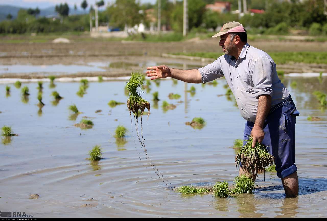 عکس/ نشاء سنتی برنج در مازندران