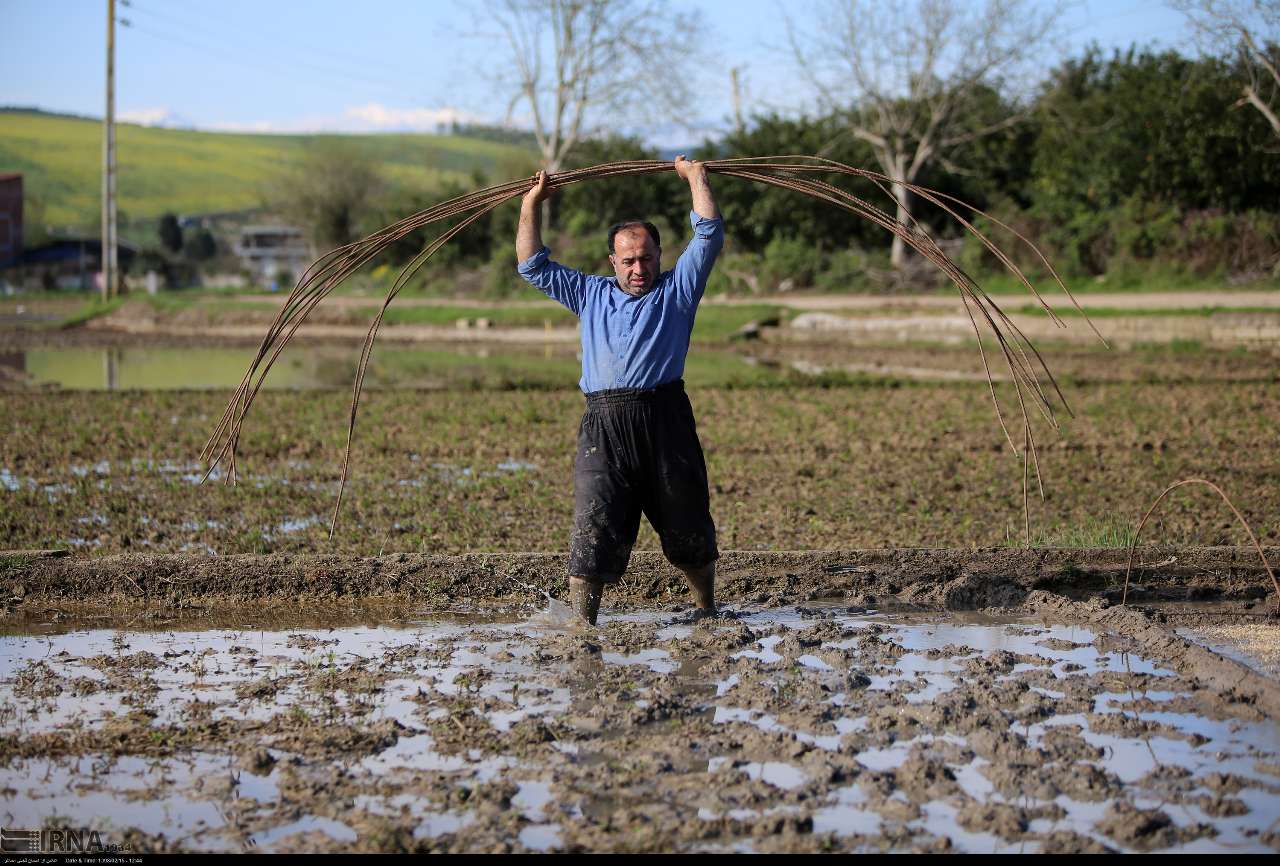 عکس/ نشاء سنتی برنج در مازندران