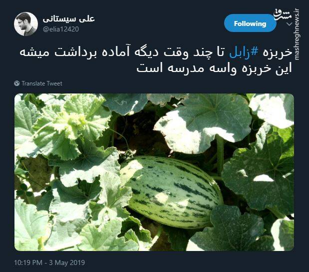 خربزه زابل رسید!