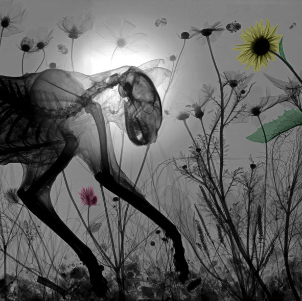 نقاشی‌هایی از جنس اشعه ایکس