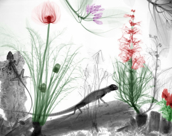 نقاشی‌هایی از جنس اشعه ایکس
