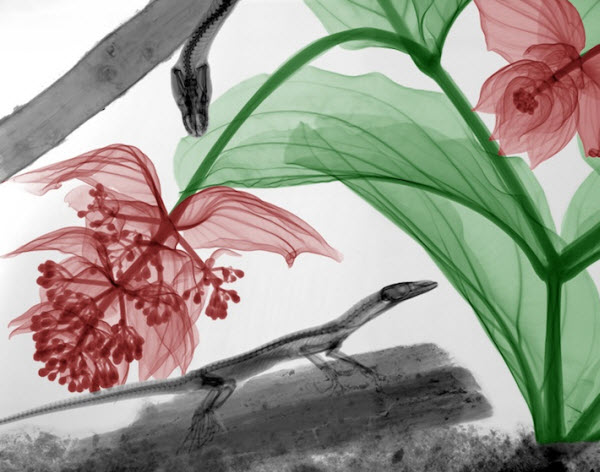نقاشی‌هایی از جنس اشعه ایکس