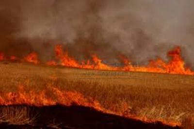 آتش سوزی در ۲۸ هکتار از مزارع و مراتع دشتی مهار شد