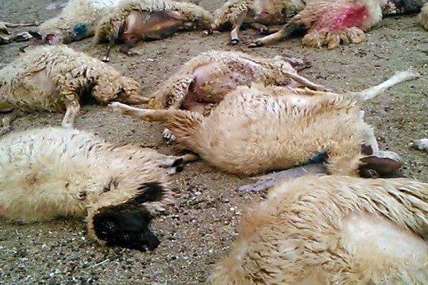 تلف شدن ۲۰ راس گوسفند در ساوه