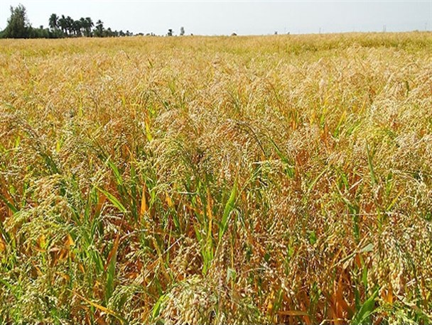 اختصاص ۱۰۰ هکتار مزارع منوجان به کشت ارزن دانه‌ای