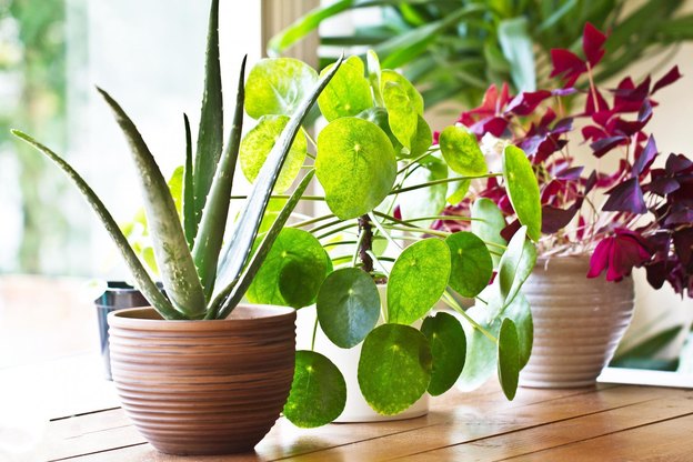 نحوه نگهدری از آلوئه‌ورای خانگی