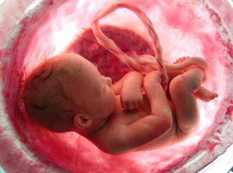 تست انتخاب باهوش‌ترین جنین در بازارهای جهانی