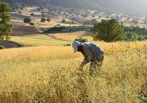 آغاز برداشت عدس در شهرستان بیله سوار