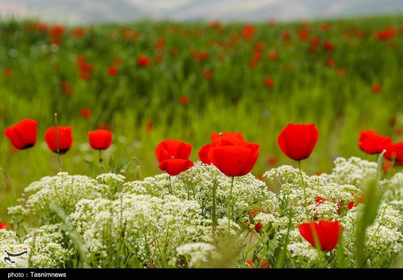 جلوه‌هایی زیبا از طبیعت بهاری خراسان شمالی به روایت تصاویر