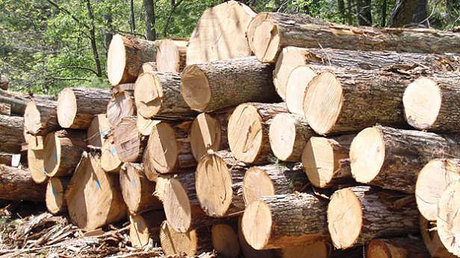 کشف ۲ تن چوب قاچاق در علی آبادکتول