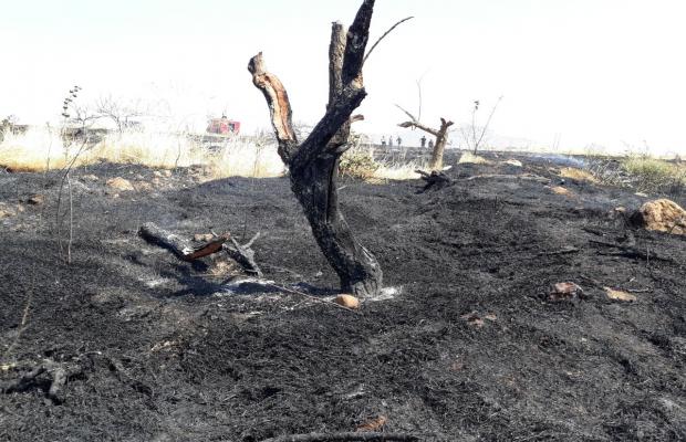 باغات و اراضی کشاورزی کوهدشت طعمه حریق شد
